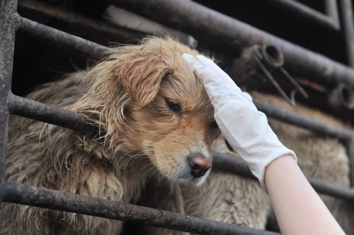 A Chinese animal lover consoles a dog after a convoy of trucks carrying some 500 dogs to be sold as meat was stopped along a highway in Beijing on early April 17, 2011, and the dogs were later rescued to the China Animal Protection Association. There were about 58 million pet dogs in 20 major Chinese cities at the end of 2009 and the figure is rising about 30 percent each year, according to a survey, as pet owners in China spend an estimated two billion USD a year on their animals. (STR/AFP/Getty Images)