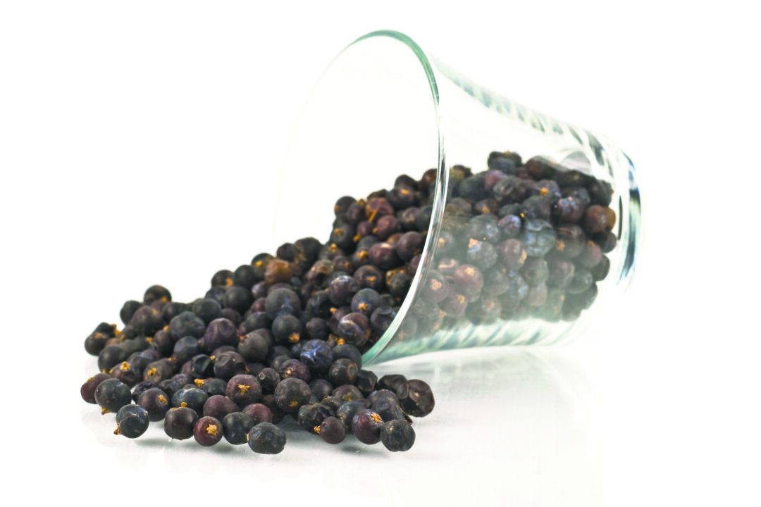 Juniper berries. (Luisa Puccini/photos.com)