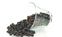 Uses of Juniper From Plague Antidote to Martini Mix