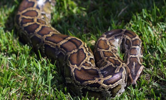 Python Escapes at Issaquah High School in Washington