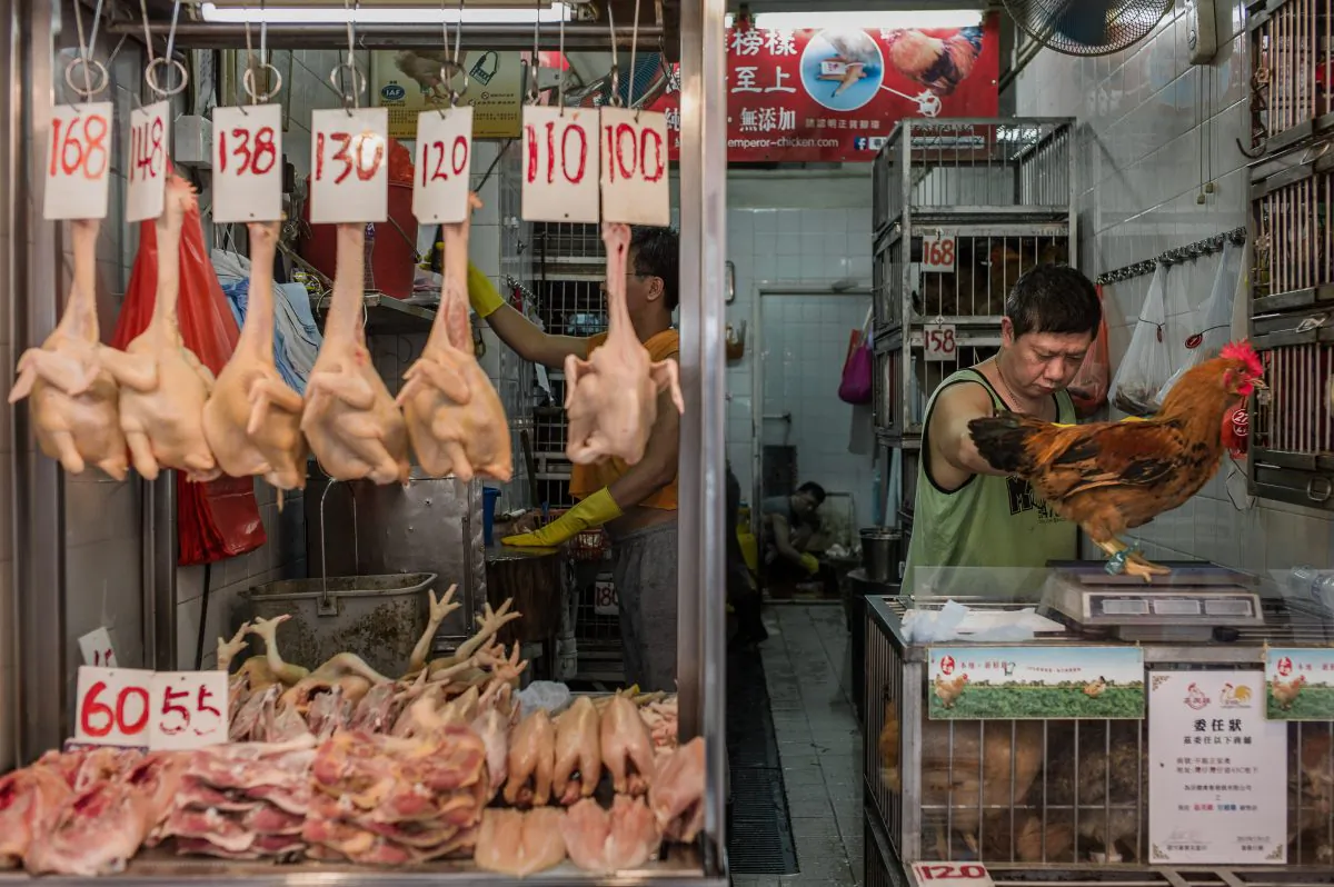 A man weighs a chicken in a Hong Kong poultry market on May 24, 2013. Another bird flu virus has been found in chickens in China, that appears to have been developing alongside the H7N9 strain. (Philippe Lopez/AFP/Getty Images)
