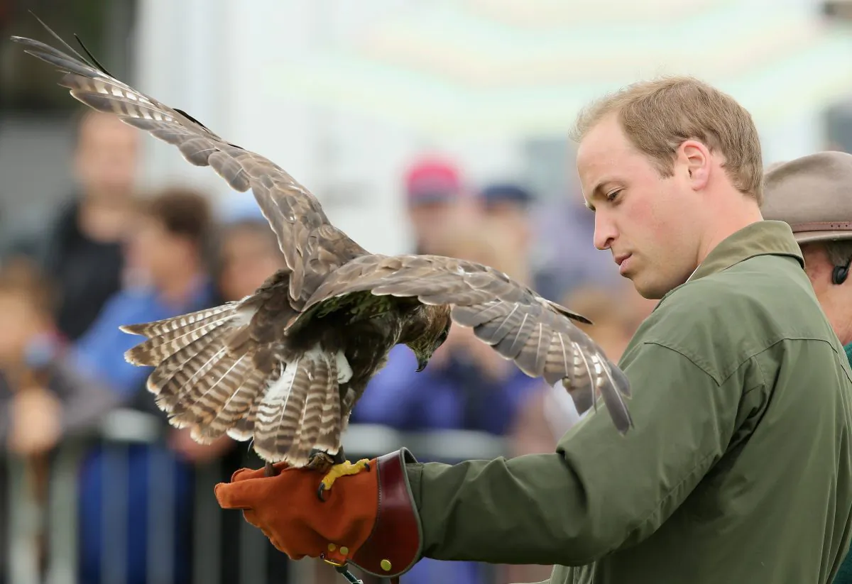 Prince William, Duke of Cambridge, holds a bird of prey during his visit at Anglesey agricultural show on his first official engagement since the birth of his son Prince George of Cambridge last month at Anglesey Showground in Bangor, Wales, on Aug. 14, 2013. Prince William had two weeks parental leave from work as a RAF rescue helicopter pilot in Anglesey. (Chris Jackson/Getty Images)