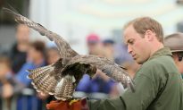Prince William Will Need New Ideas to Tackle Wildlife Crisis