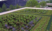 5 Awesome Green Roof Projects