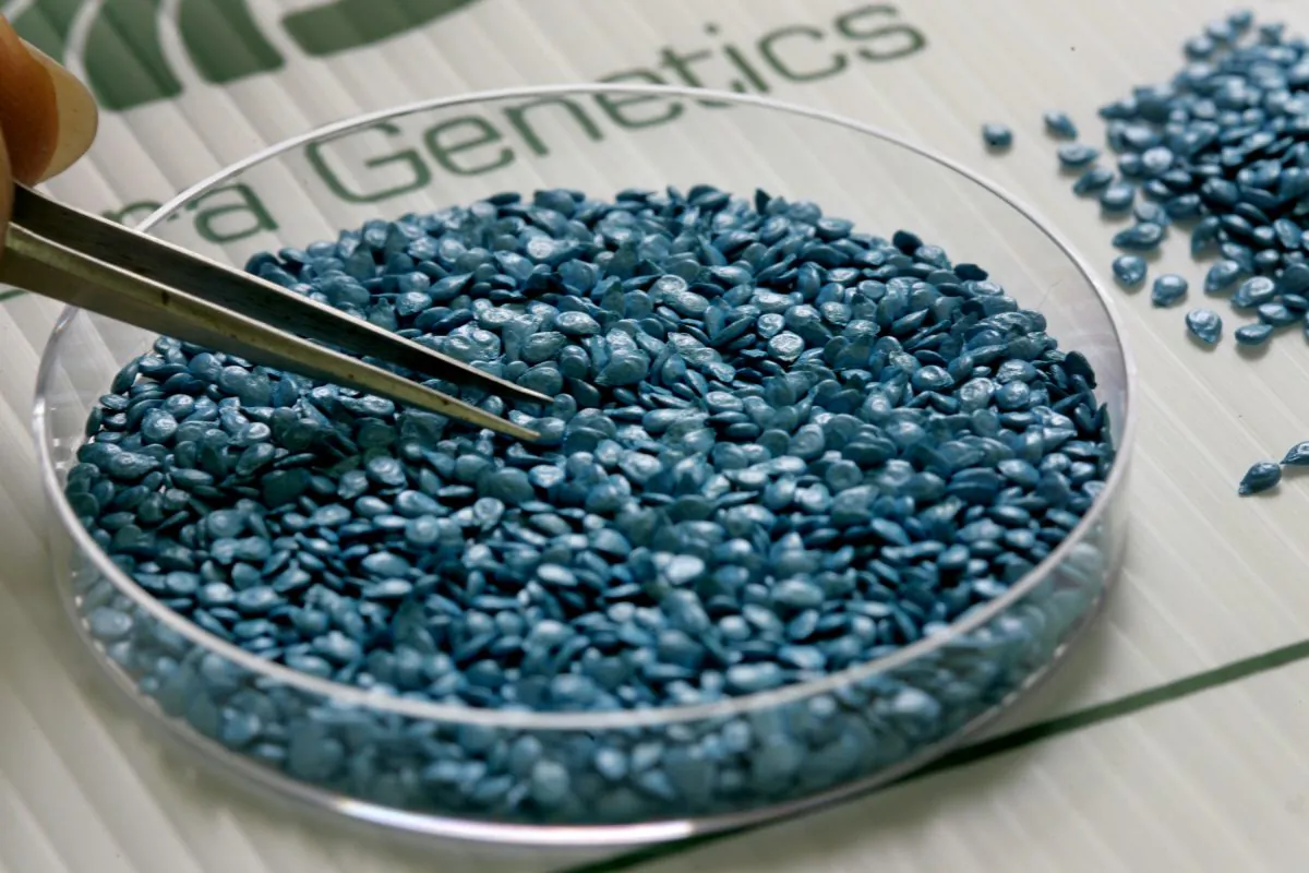 About 1,000 tiny seeds of hybrid cherry tomatoes, named Summer Sun and valued at about $1 each, are seen in a petrie dish as a Hazera Genetics laboratory worker sorts them at company headquarters in Berurim, central Israel, on Feb. 13, 2007. (David Silverman/Getty Images)