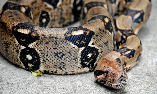 Boa Constrictor Thrown from Taxi, Let Loose in UK City