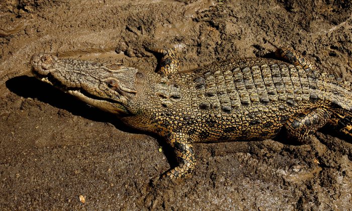 An estuarine crocodile better known as the saltwater or saltie, lies in the sun on the banks of the Adelaide river near Darwin in Australia's Northern Territory on Sept. 2, 2008. (Greg Wood/AFP/Getty Images)