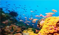 Andaman’s Marine Life Laboratory; Five Star Science