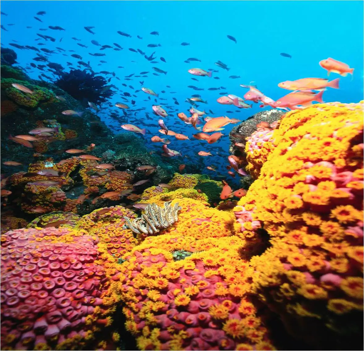 Colorful and rich in species diversity, coral reefs represent only 0.15% of the ocean but support 25% of the species. If we lose them, we lose everything.