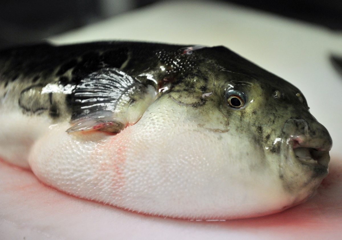 A puffer fish, also known as fugu in Japan, on a chopping board. (Yoshikazu Tsuno/AFP/GettyImages)
