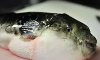 5 Deadly Foods People Actually Eat (+Videos)