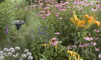 How to Attract Pollinators: 6 Must-Have Plants