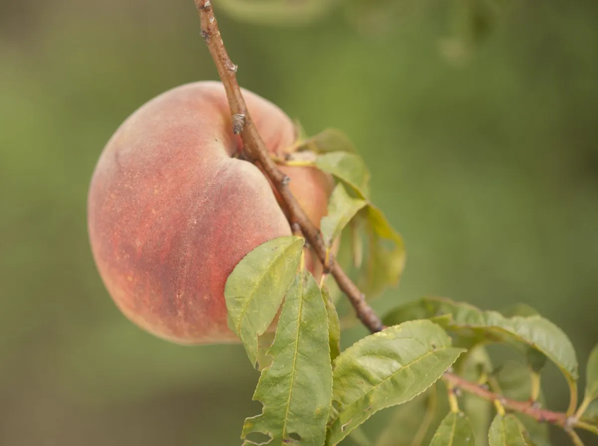 A freestone variety peach at an orchard in Edgerton, Kan., in a file photo. (Cat Rooney/Epoch Times)
