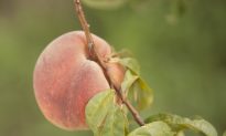 The Fragrant and Ancient World of the Peach (Photo Gallery)