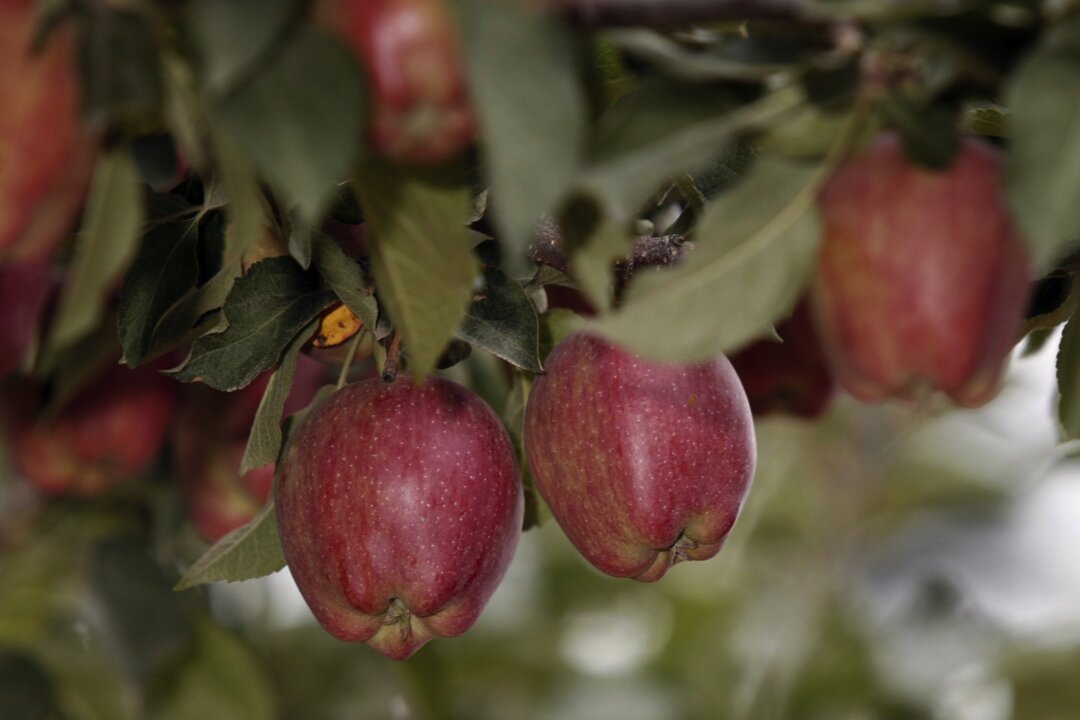 Red Delicious apples hang from the branches on a farm in Washington state, file. (Jeff T. Green/Getty Images)