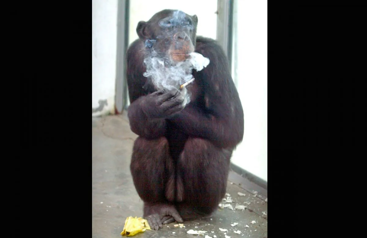 Ai Ai, a 26-year-old chimpanzee, enjoys a cigarette after a meal at the zoo in Xian, in central China's Shaanxi province, file photo. In South Bend, Indiana, there's a law against monkeys smoking. (AFP/AFP/Getty Images)