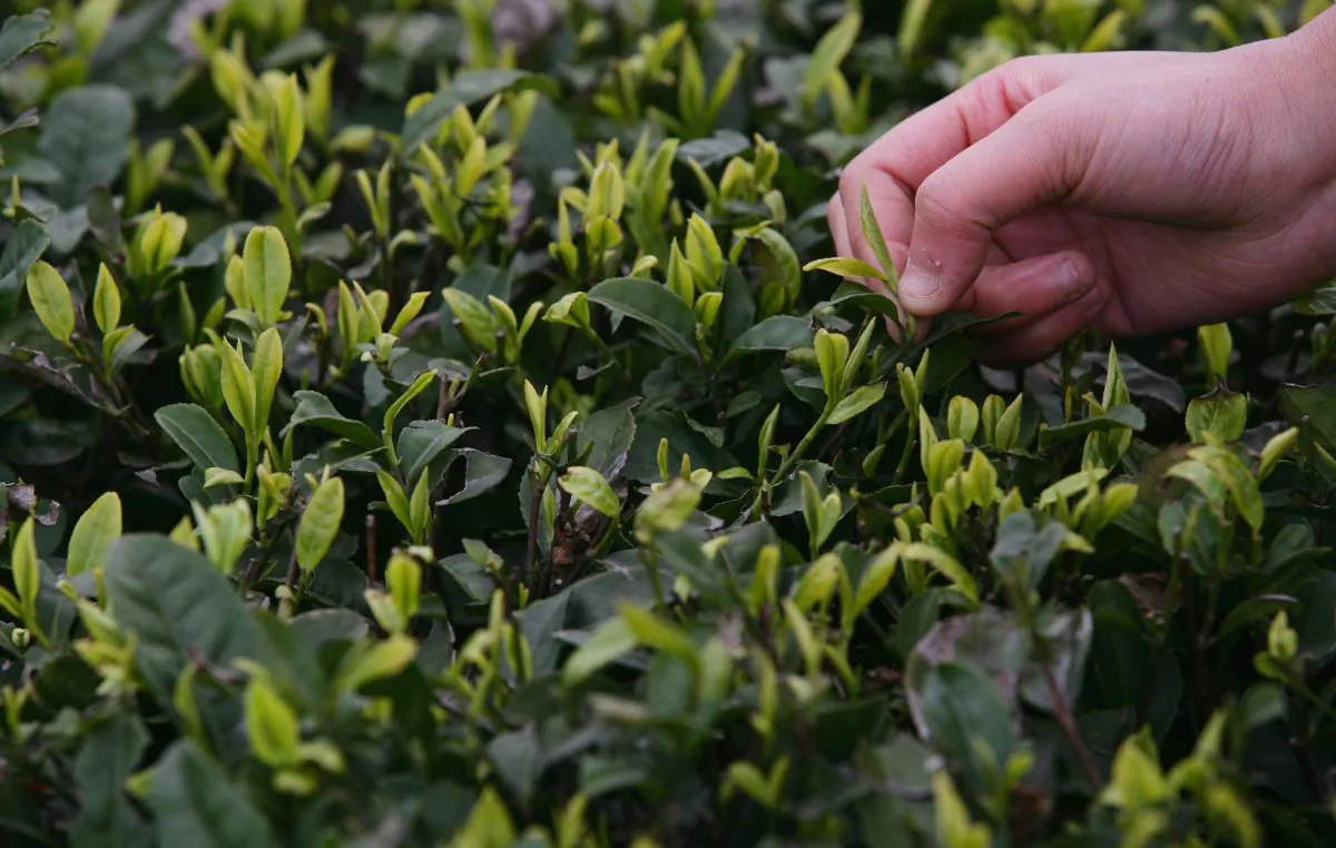 A farmer picks tea leaves in the outskirts of Chongqing Municipality, China, file. (China Photos/Getty Images)