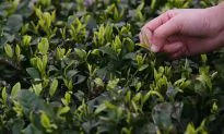 10 Ancient Uses of Tea We Can Learn From