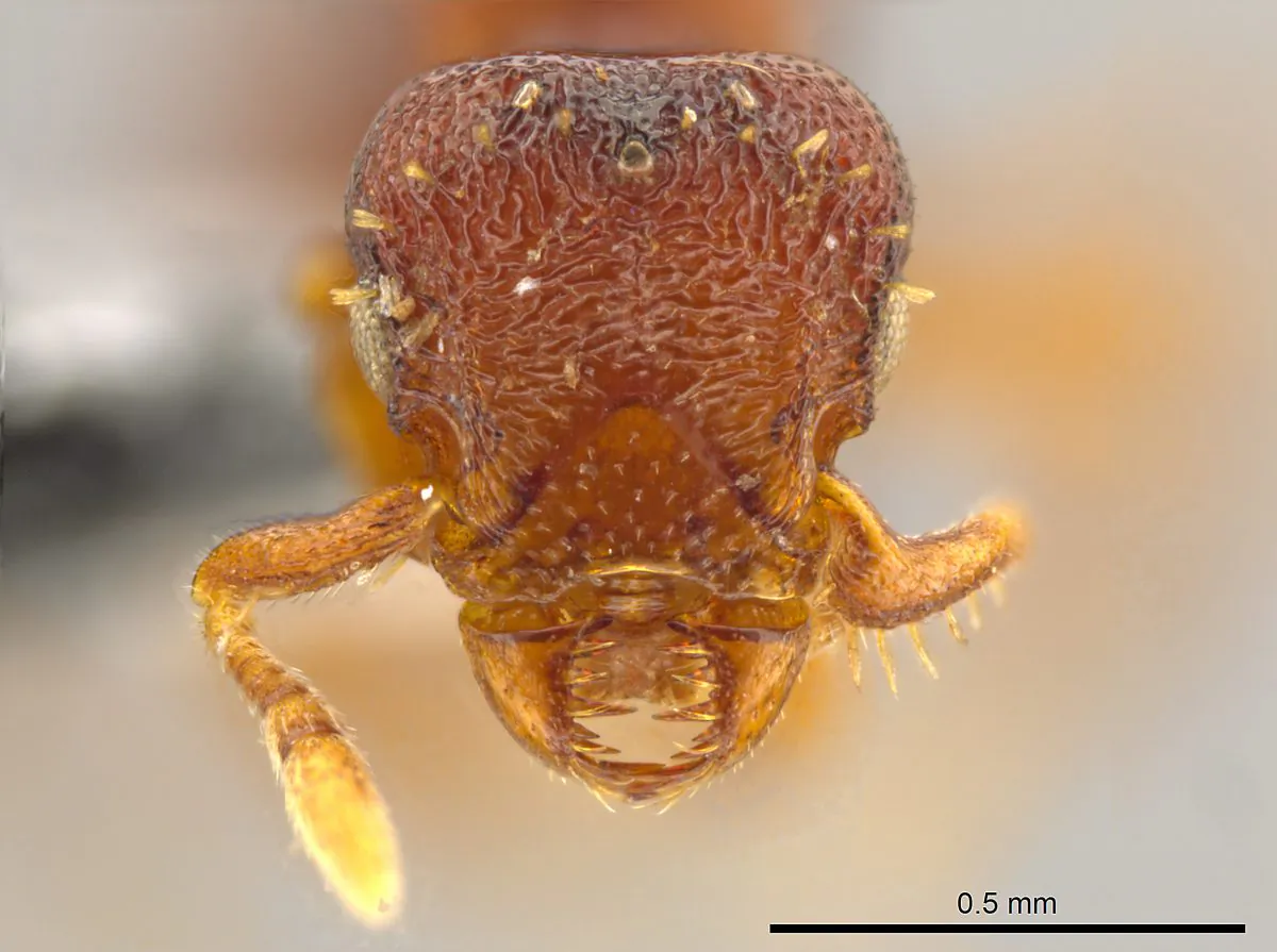 Note the sideways-moving jaws on the face of this queen of the ant species Octostruma convallis, one of 33 new species of Central American and Caribbean ants discovered by Jack Longino, an entomologist and taxonomist at the University of Utah. Longino now has discovered more than 130 new species of ants during his career. (John T. Longino/University of Utah)