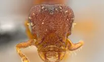 New Ant Species ‘Horrifying’ With ‘Fierce Jaws’ and ‘Sharp Teeth’ (+Photos)