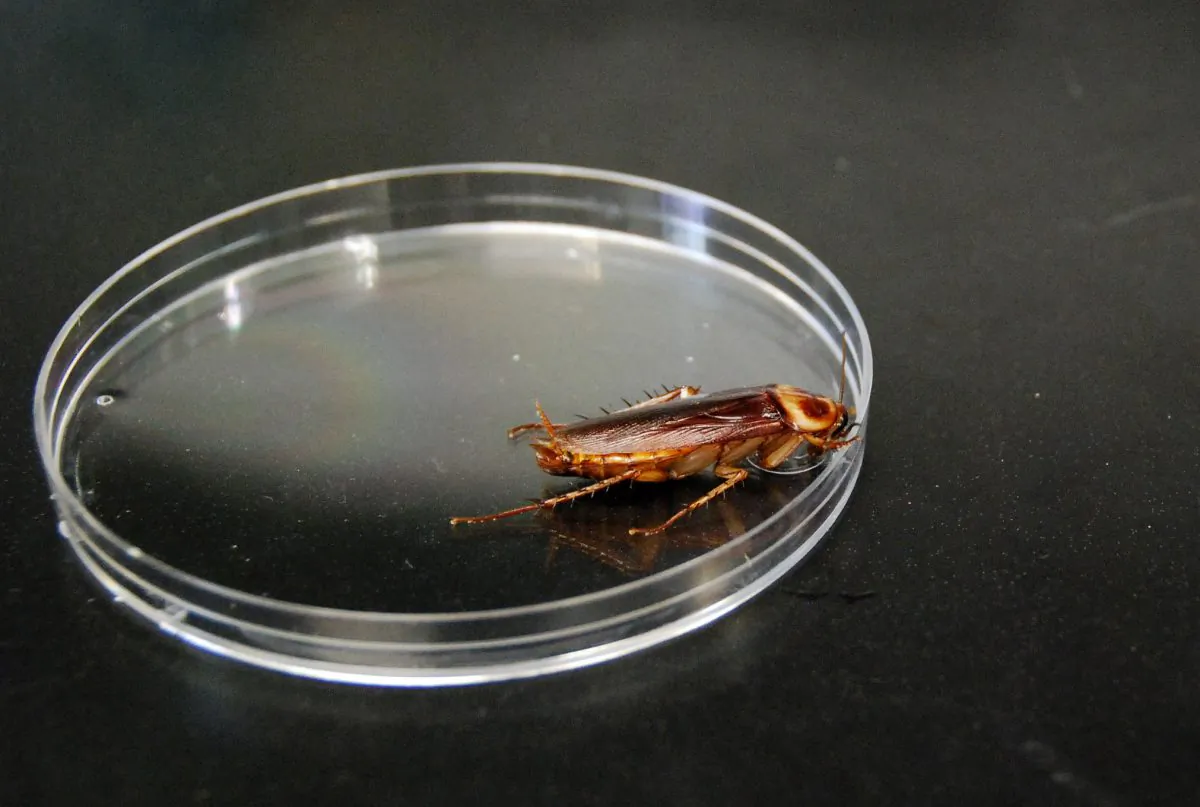 The Periplaneta americana, or American cockroach, seen here in a petri dish. (Zakee Sabree/National Science Foundation)