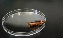 It’s So Hot Right Now, Cockroaches May Fly