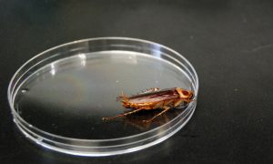 More Than 1 Million Cockroaches Escape Farm in China