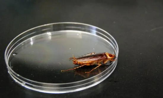 It’s So Hot Right Now, Cockroaches May Fly