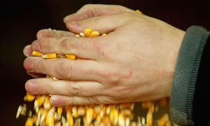 Top Five GMO Failures 