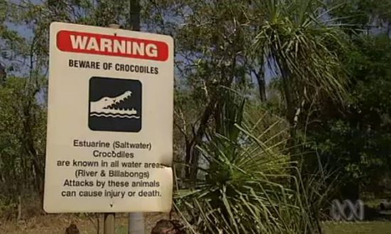 Crocodile Attack: Sean Cole Feared Dead After Swimming in Water Infested With Crocodiles