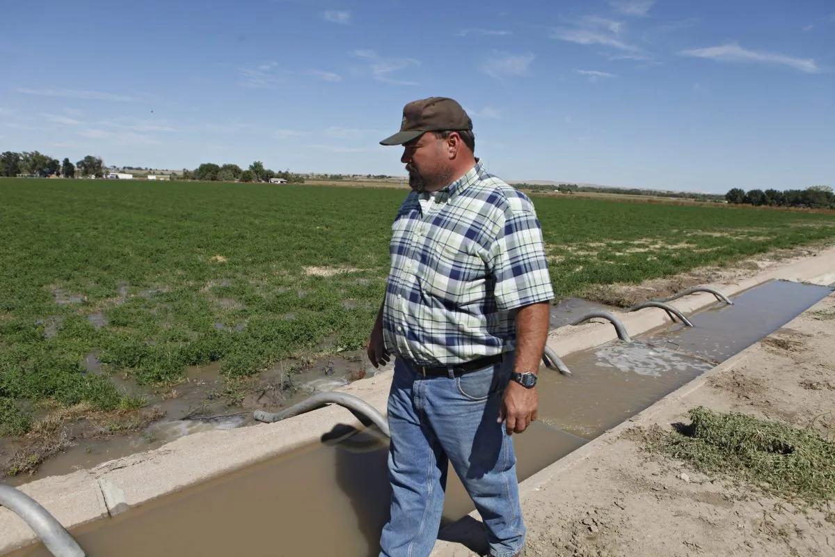 A farmer walks along a water ditch used to irrigate a field of alfalfa on his farm in Colorado. The National Farmers Union says it has no faith in a new “coexistence plan” that aims to pave the way for GM alfalfa to be grown in eastern Canada. (AP Photo/Ed Andrieski)