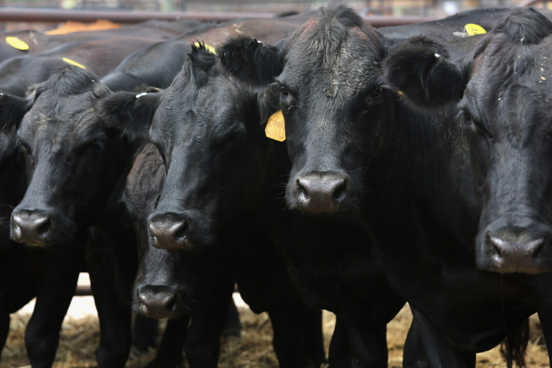 In 2011, scientists at the China Agricultural University introduced human genes into dairy cows to produce milk closer in composition to that of humans. The goal was to have milk from GMO cows sold in supermarkets and positioned as an alternative to formula and human breast milk for babies.  (Scott Olson/Getty Images)