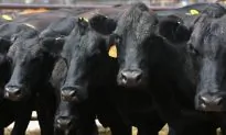 The Concerning Rise of GMO Food Animals