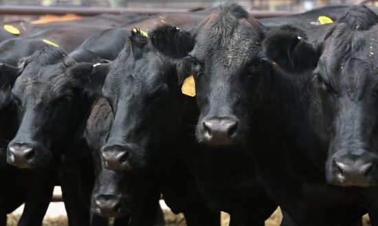 Factory Farms Fueling Antibiotic Resistance, CDC Report