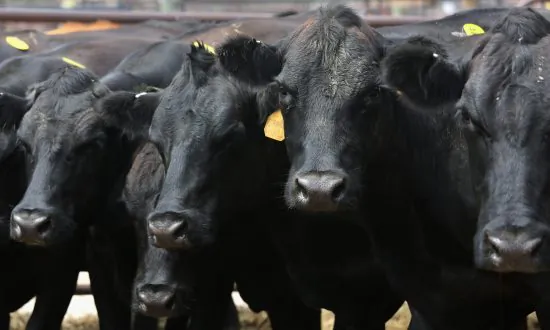 The Concerning Rise of GMO Food Animals