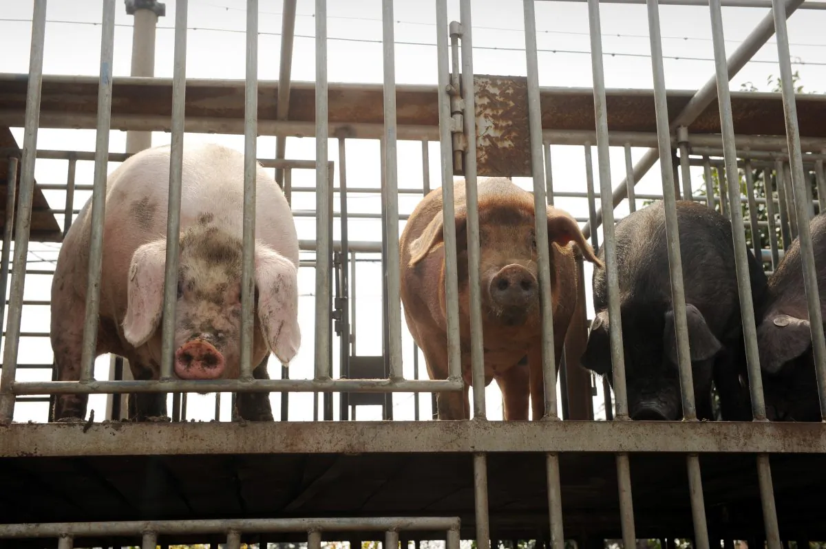 Pigs on their way to market in Jiaxing City, Zhejiang Province, China on March 14, 2013. (Peter Parks/AFP/Getty Images)