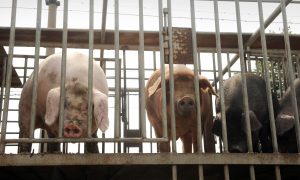 Over-Drugging Chinese Livestock Causes Dangerous Antibiotic Resistance