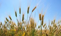 GMO Field Trials: Contamination Concerns