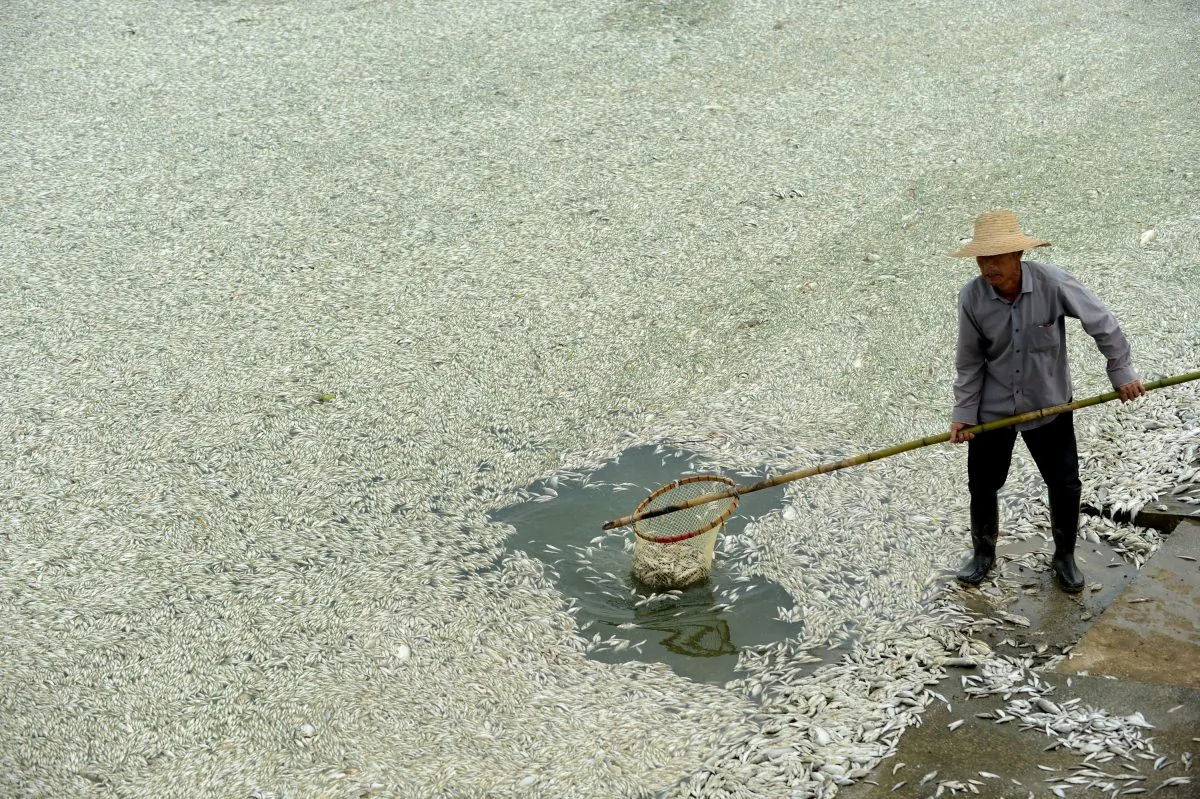 A resident clears dead fish from the Fu River in Wuhan, in central China's Hubei province on September 3, 2013. (STR/AFP/Getty Images)