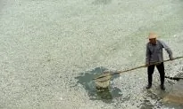 25 Miles of China’s Fu River Covered in Dead Fish