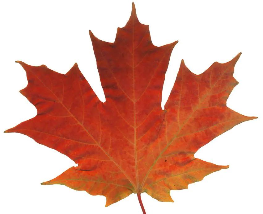 Autumn leaf (Thinkstock Images/photos.com)