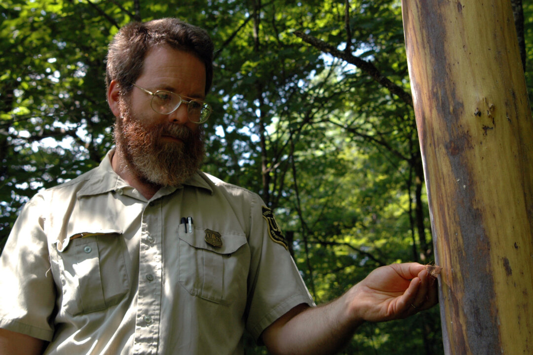 David Taylor, a botanist with the U.S Forest Service and Department of Agriculture, holds up a small piece of bark next to a slippery elm tree that has been stripped of it bark in the Daniel Boone National Forest, in this file photo. (AP Photo/Zachary Cantrell)
