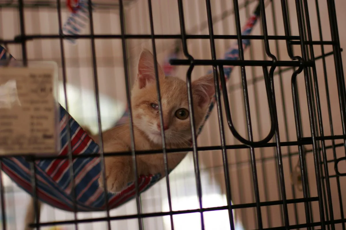 A kitten inside a cage in an air-conditioned tent at the Adoptapalooza pet adoption event at Union Square, New York City, in this file photo. (Ivan Pentchoukov/Epoch Times)