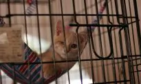 ‘Super Pet’ Event Features 150 Adoptable Critters