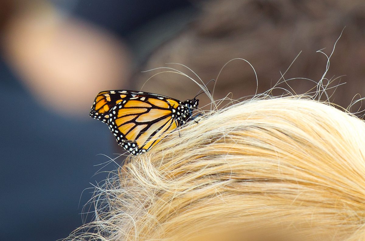 A released monarch butterfly. (Marty Melville/AFP/Getty Images)