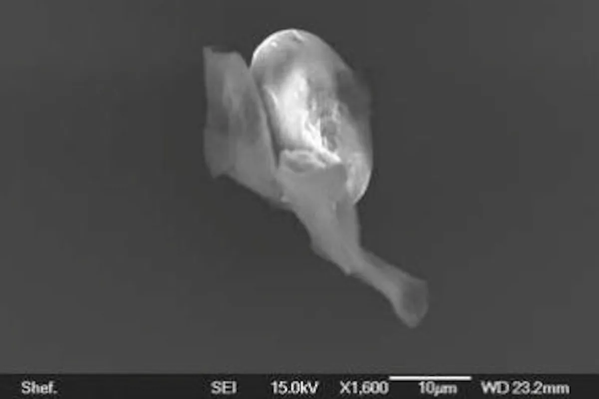 Four biological entities isolated from the stratosphere by University of Sheffield researchers. (Screenshot/Journal of Cosmology)