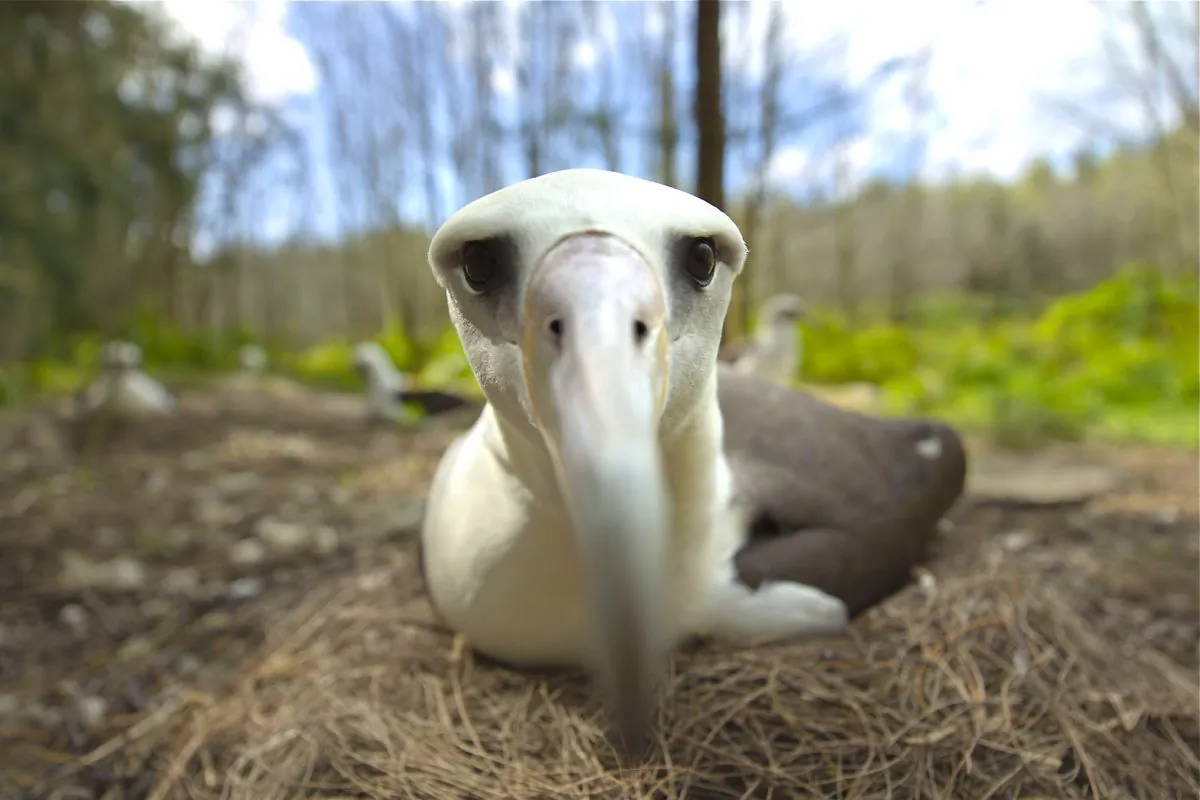 Filmmakers Chris Jordan and Sabine Emiliani tell the beautiful and desperate tale of Midway Atoll’s albatross in the creative documentary “Midway.” (Courtesy of TIFF)