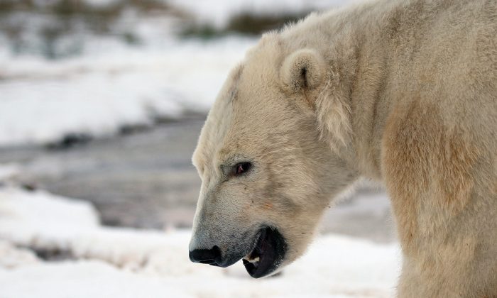 Polar Bear That Starved to Death, Allegedly Due to Climate Change, in ...