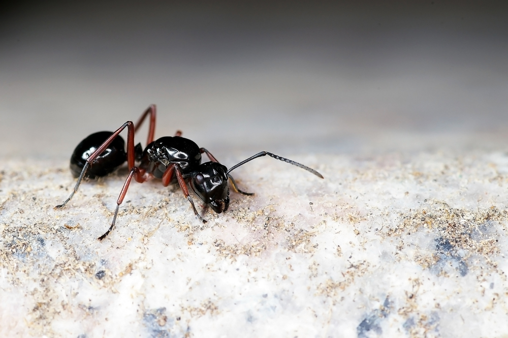 NextImg:Scientists Trained Ants to Detect Cancers