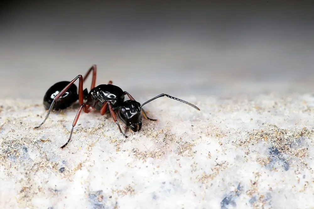 A black ant. (Shutterstock)